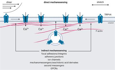 TRPV4—A Missing Link Between Mechanosensation and Immunity